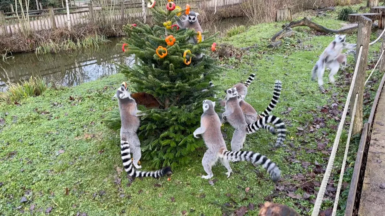 Les Sapins de Noël Trouve Une Seconde Vie au Zoo de Thoiry