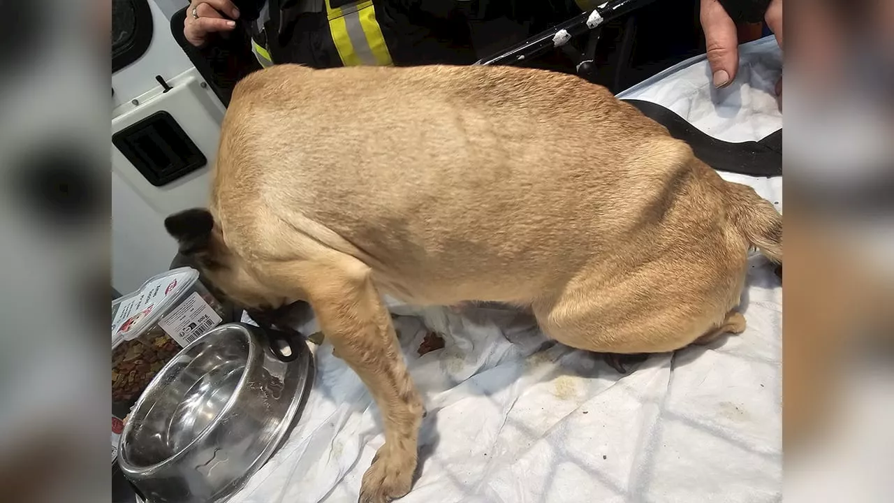 Tierquälerei bei Pasewalk: Verängstigte Hunde und tote Tiere gefunden