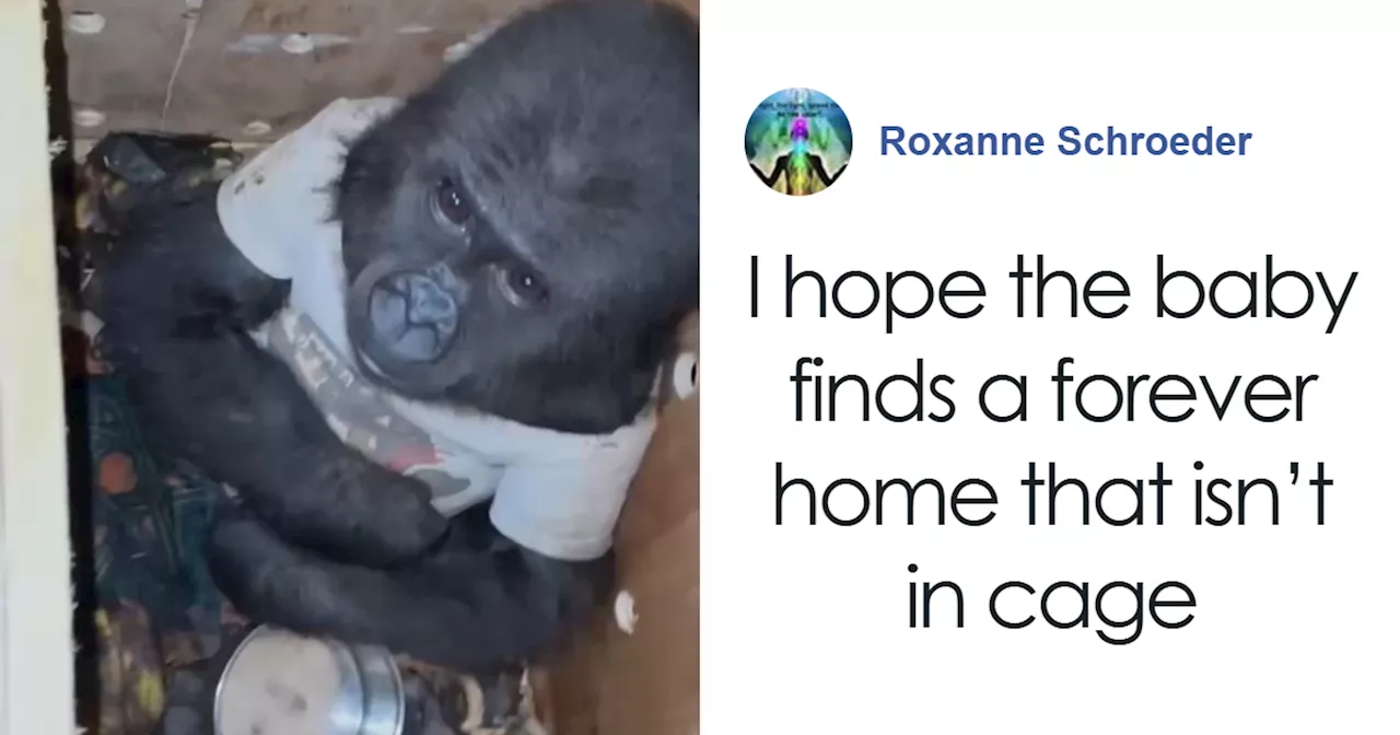 5-Month-Old Baby Gorilla’s Heart-Melting Video Resurfaces After Its Rescue: 'Poor Baby'