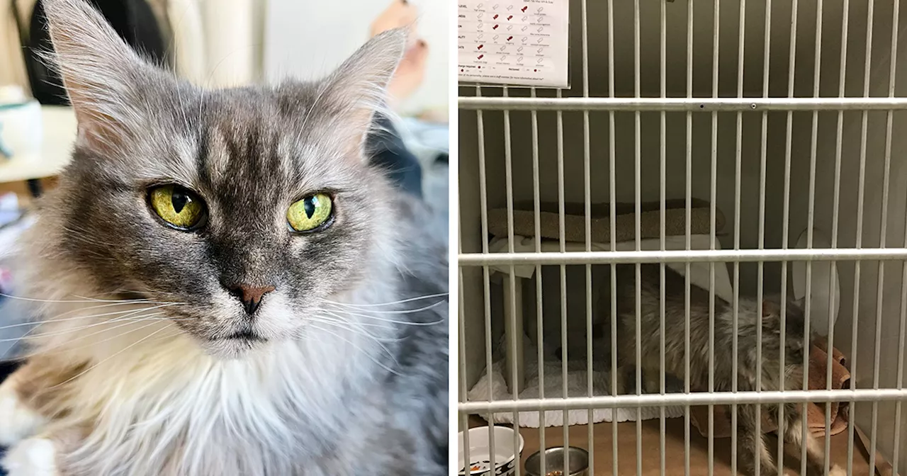 Senior Cat Finds Forever Home After 12 Years in Rabbit Cage