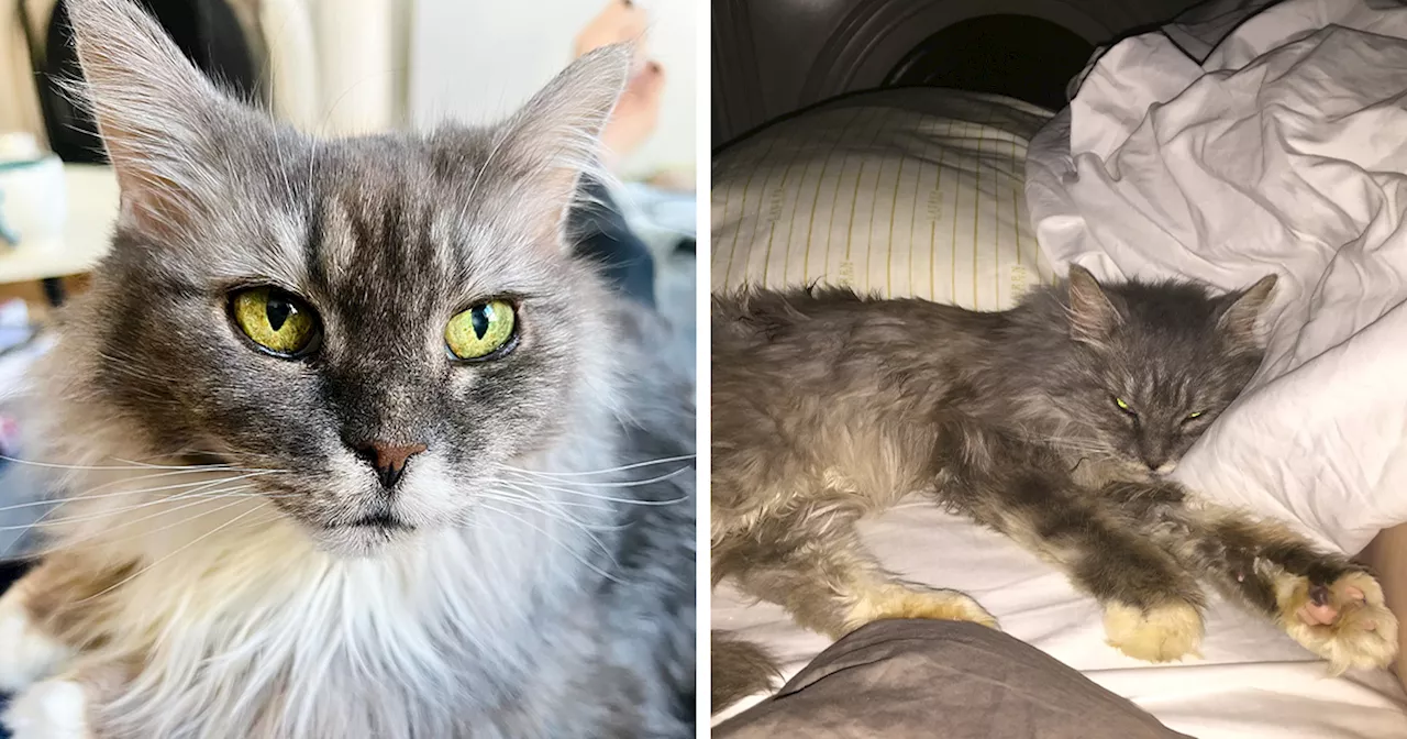 Senior Cat Finds Love and Second Chance After Years in Cage