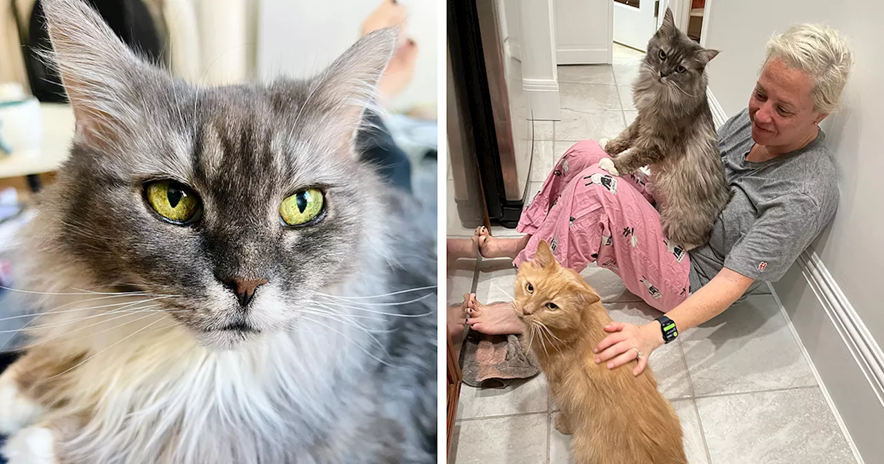 Senior Maine Coon Cat Luna Finds Forever Home After 12 Years in a Rabbit Cage