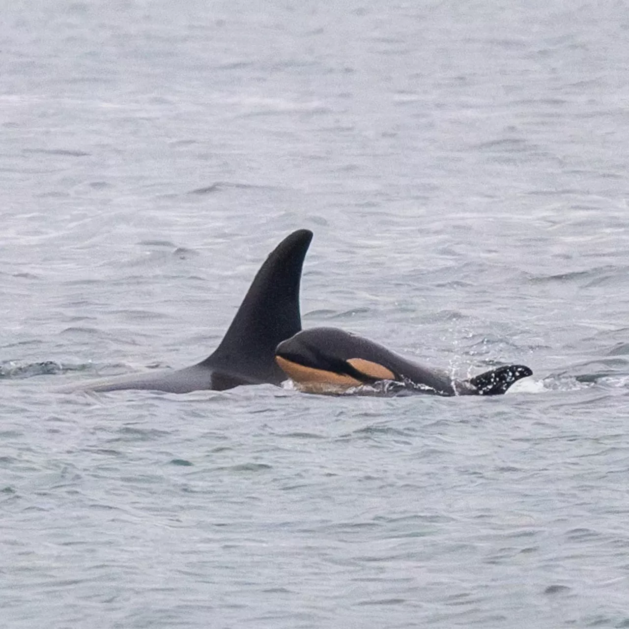 Grief-Stricken Whale Again Carries Dead Calf