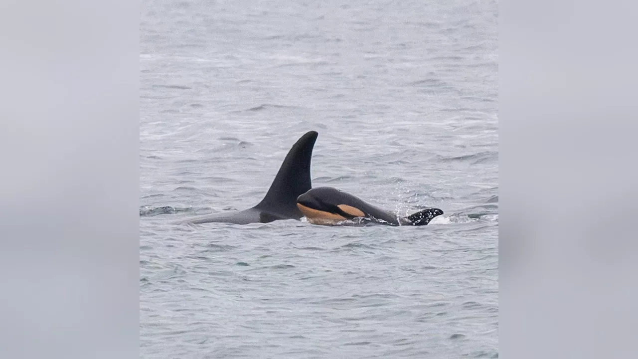 Famous orca mother carrying another dead calf after losing second infant: researchers