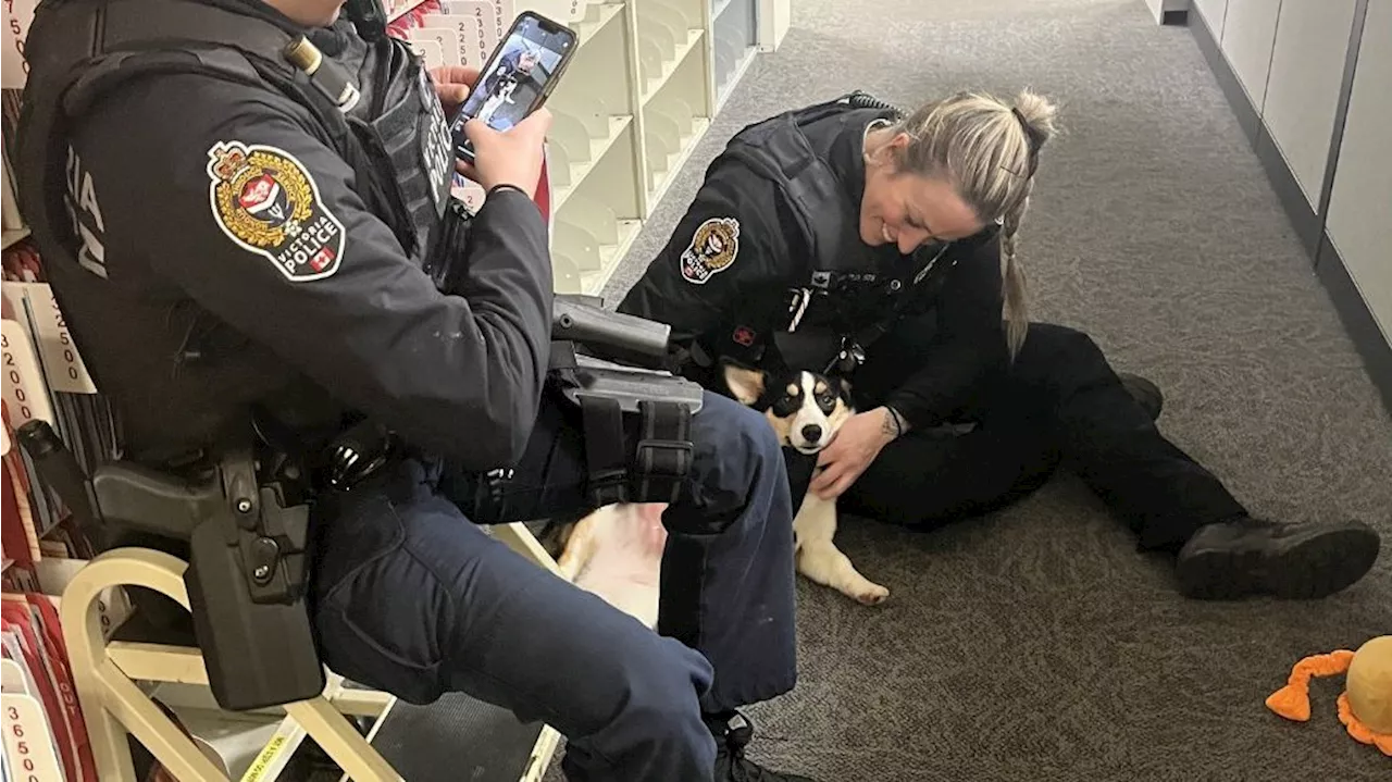 VicPD rescues dog stranded on rocks off Cattle Point in ‘heartwarming reunion’