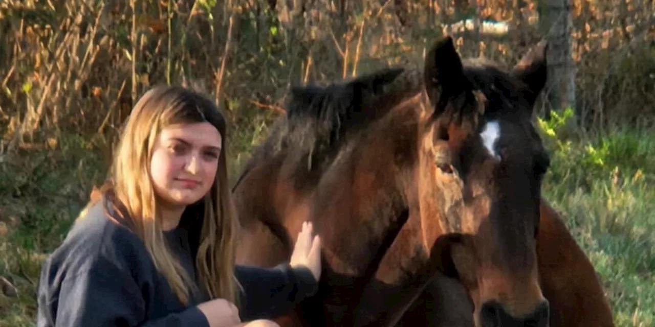 Horse Owner Seeks Answers After Beloved Animal Found Shot Dead