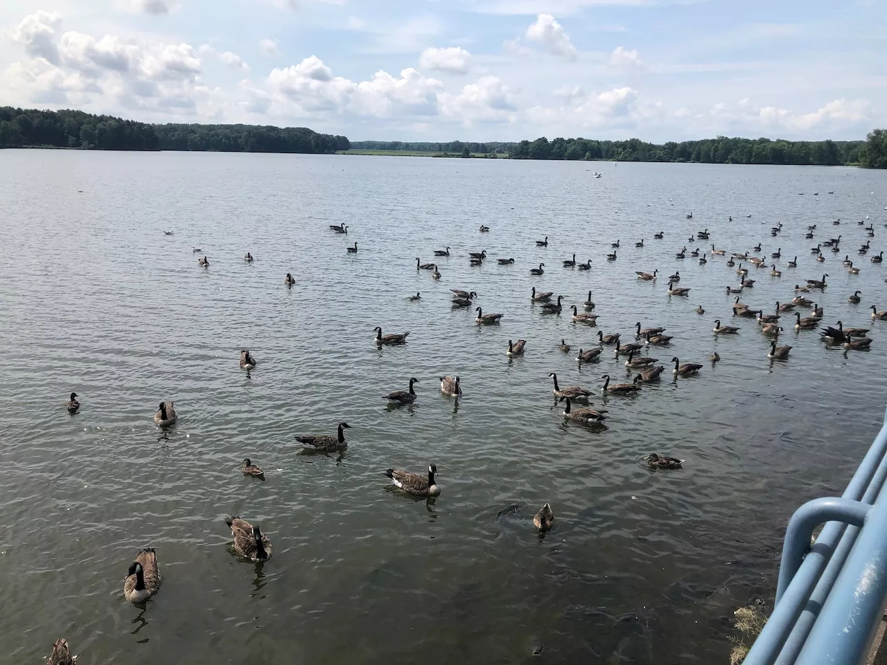 Ohio Wildlife Officials Monitor Suspected Bird Flu Cases