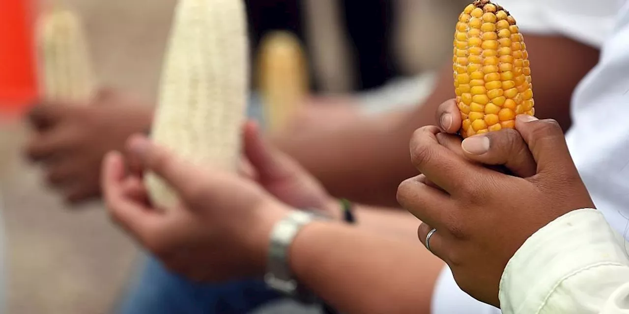 USMCA Panel Rules Mexico Violated Trade Agreement with GM Corn Ban