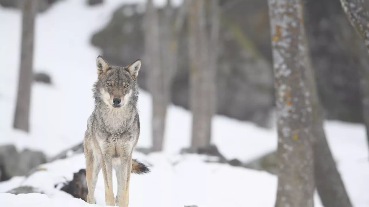 Caccia al lupo in Svezia: l'obiettivo è dimezzare la popolazione