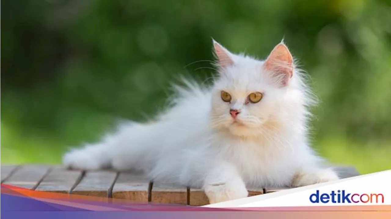 Alasan Kucing Suka Menjilat Manusia