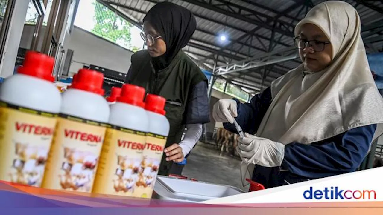 Kementan Gelontorkan Vaksin PMK Atasi Kasus Sapi