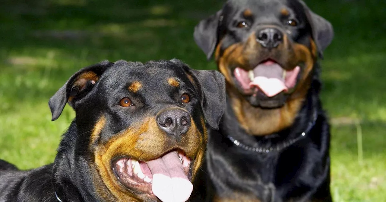 Rottweiler Biss Kind Schwer Verletzt