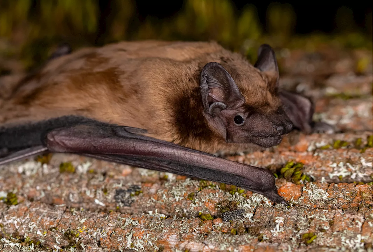 Bat Migration: 'Surfing' Storm Fronts for Energy Efficiency