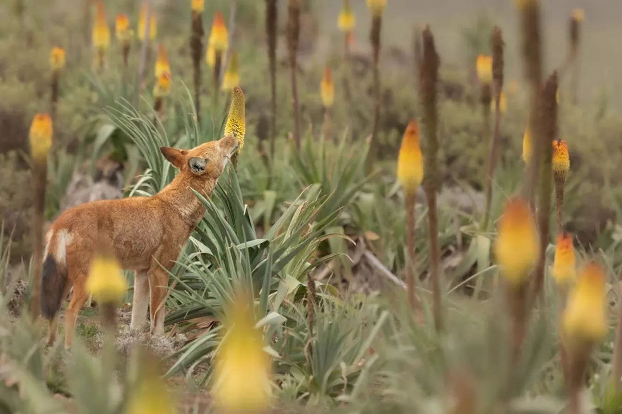 Lobos Etíopes Descobrem Uma Afição por Flores