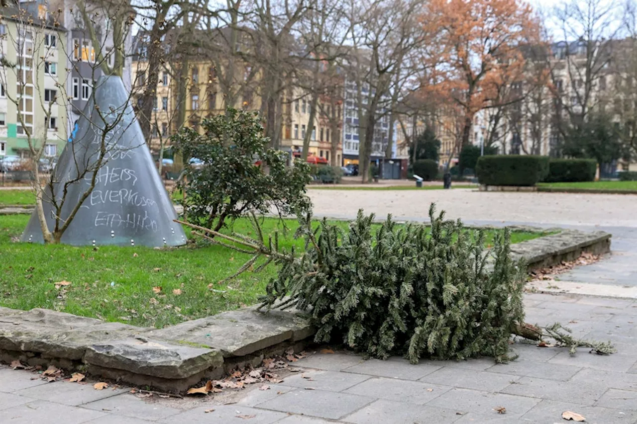 Köln bietet feste Termine für Weihnachtsbaum-Abholung an