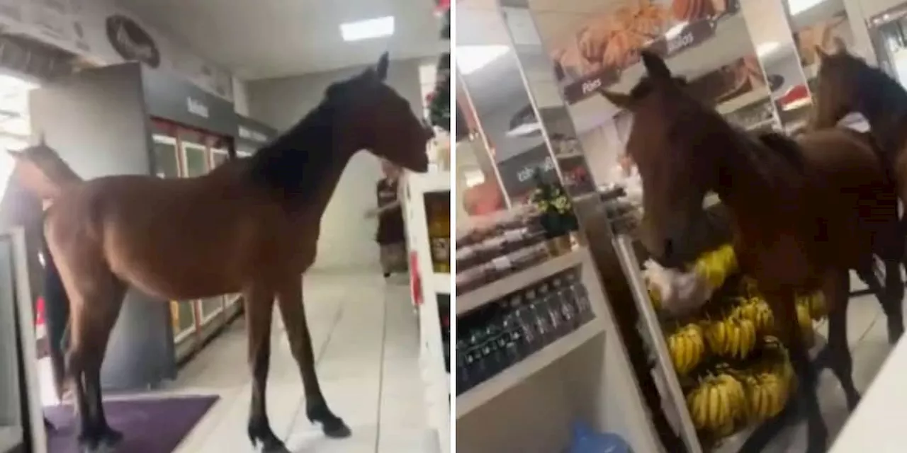 Chaos in Bäckerei durch Pferde-Raubzug