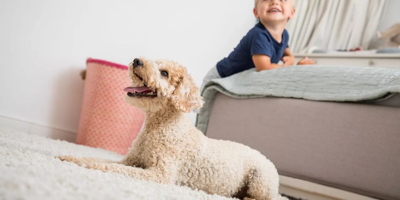 Tierschutzhund für Familien mit Kindern: Was man beachten sollte