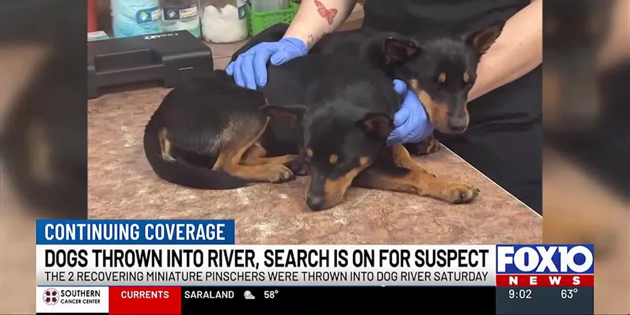 Two Charged With Animal Cruelty After Dogs Thrown Off Dog River Bridge