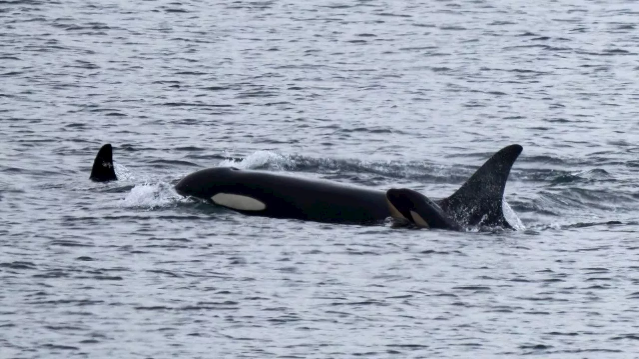 Another Loss for Tahlequah: J Pod Calf J61 Found Dead, J35 Mourns