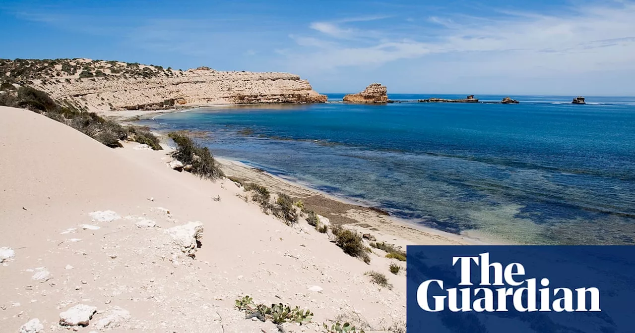 Surfer Missing After Fatal Shark Attack in South Australia