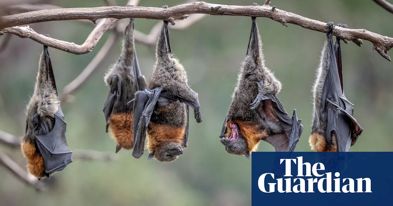 Thousands of Flying Foxes Captivate Adelaide Festivalgoers