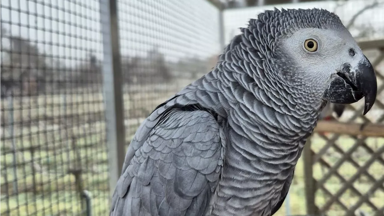 Vermisster Papagei Nala in Krems wiedergefunden