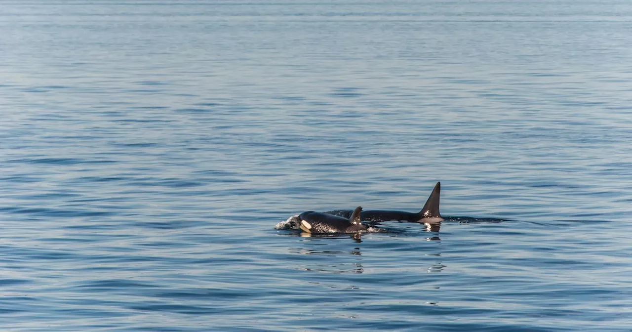 Orca Mom Famous For Grieving Dead Calf Seen Repeating Behavior After New Baby Dies