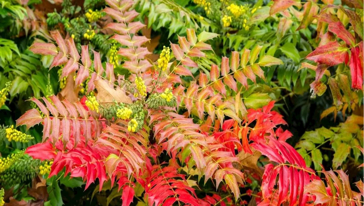 Mahonia: La Siepe Indistruttibile