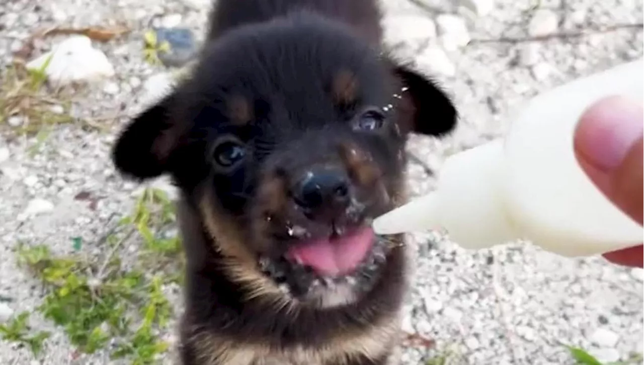 Un Cucciolo Sull'Isola Trasforma Un Viaggio in Amore