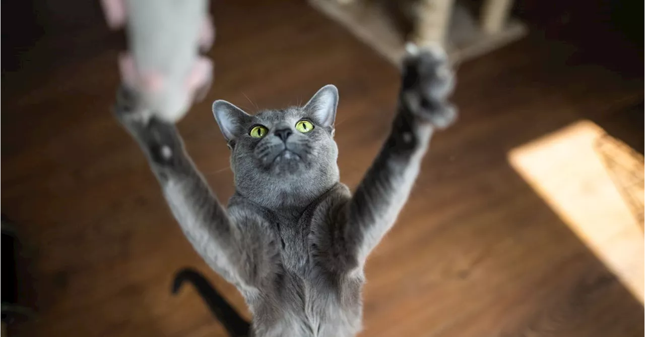 Why This Simple Toy Is A Cat Obsession