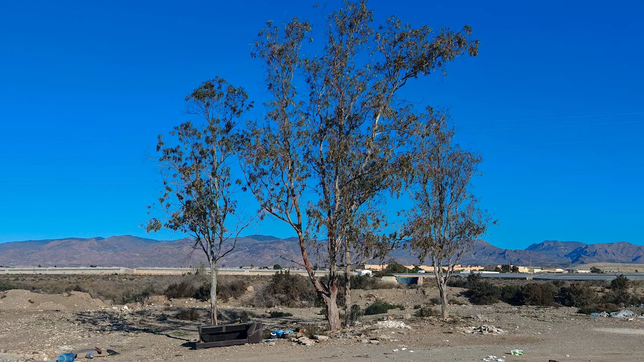 Asesinato de Meri en Almería: El joven español que prendió fuego al cadáver