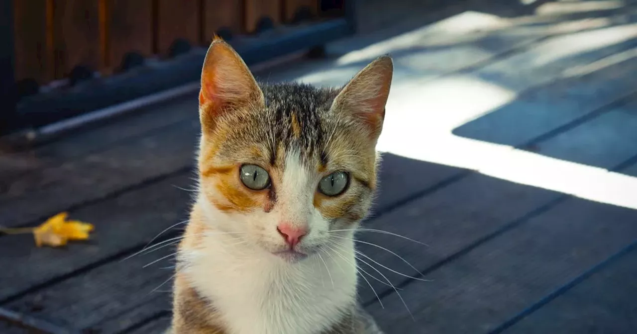 Cat Poisonings Shock Donegal Village