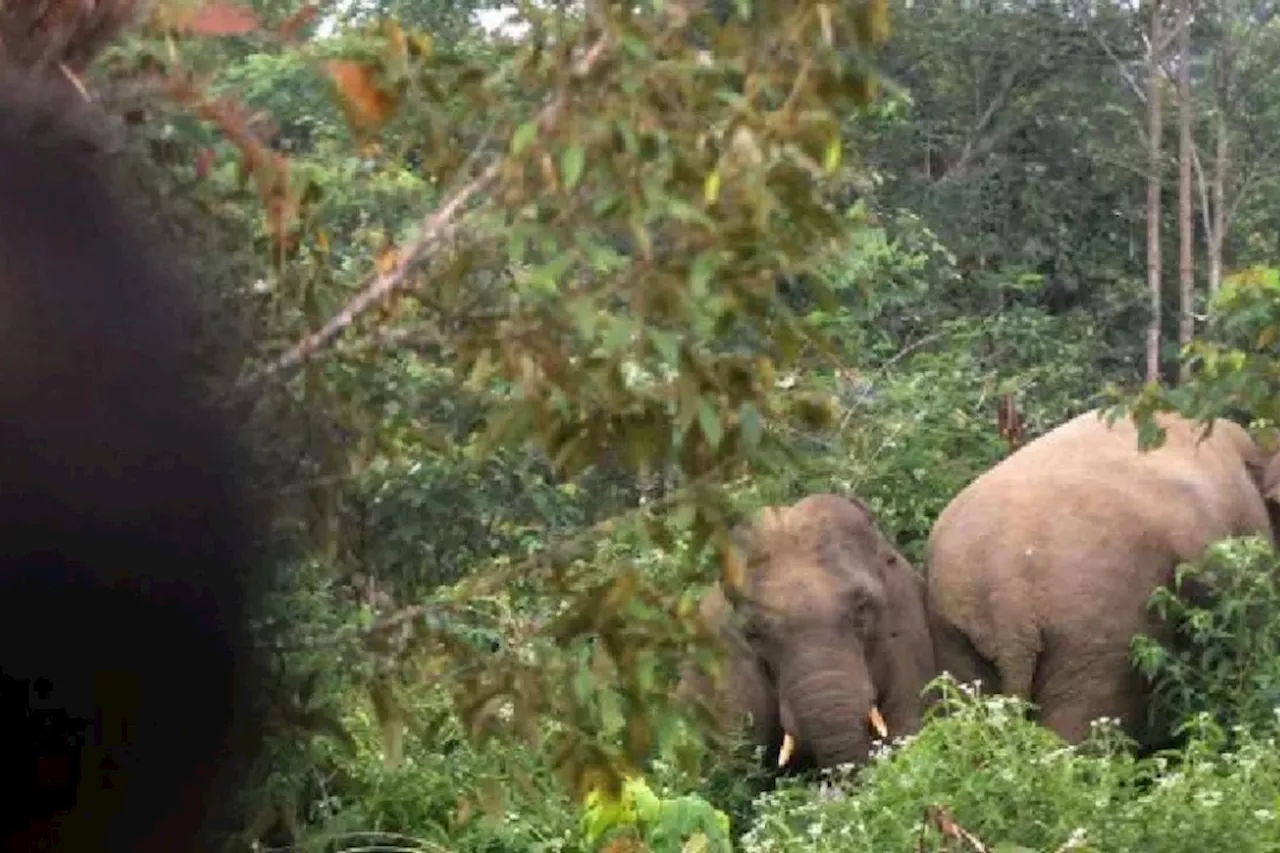 Gajah Liar Rusak Rumah dan Tewaskan Warga di Lampung