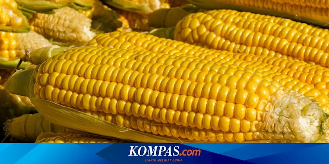 Apa Efek Kebanyakan Makan Jagung? Ketahui 10 Risikonya