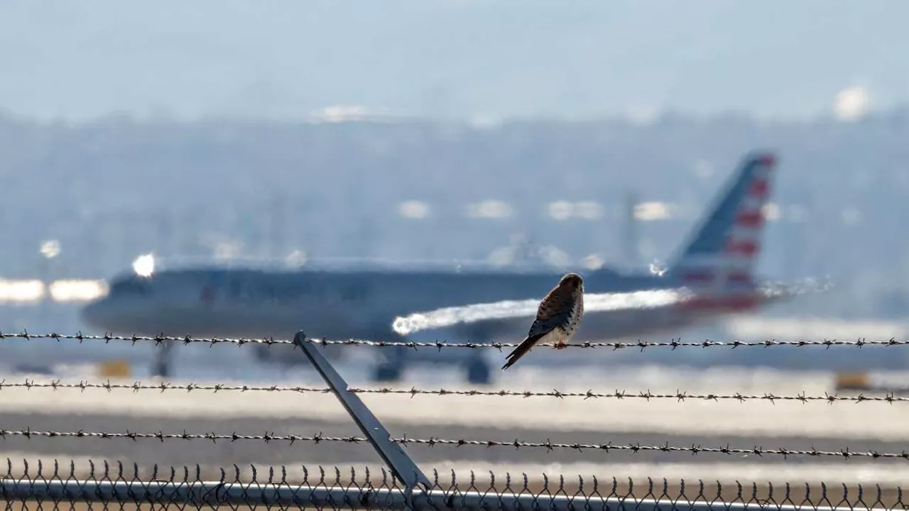 South Korean Plane Explodes After Bird Strike, Killing 179