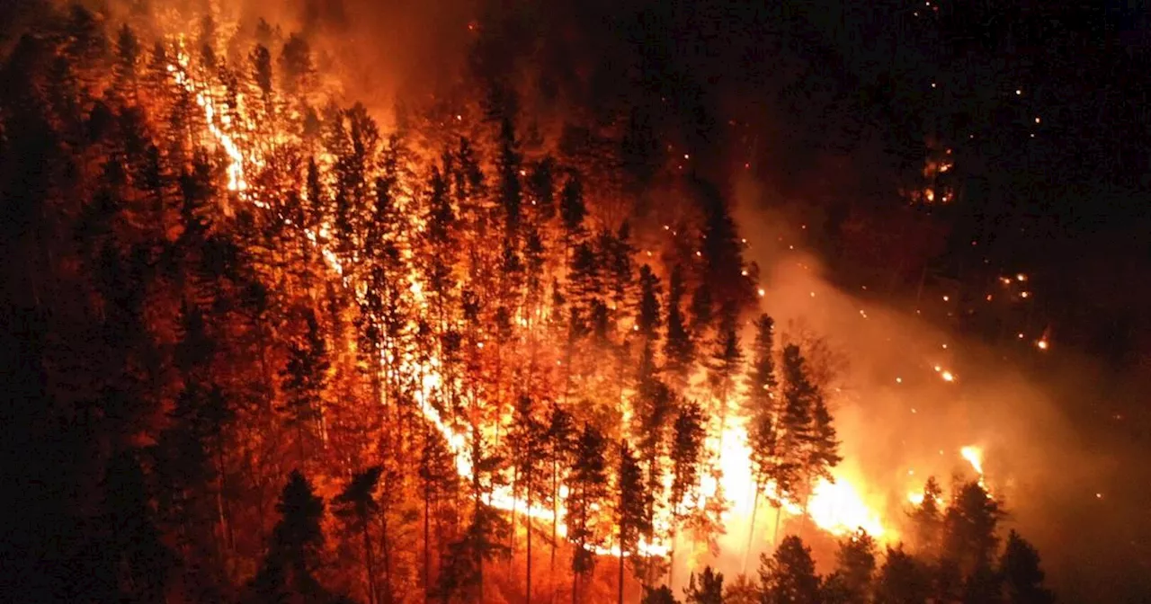 Waldbrände in Österreich: Risiko steigt, Prävention ist entscheidend