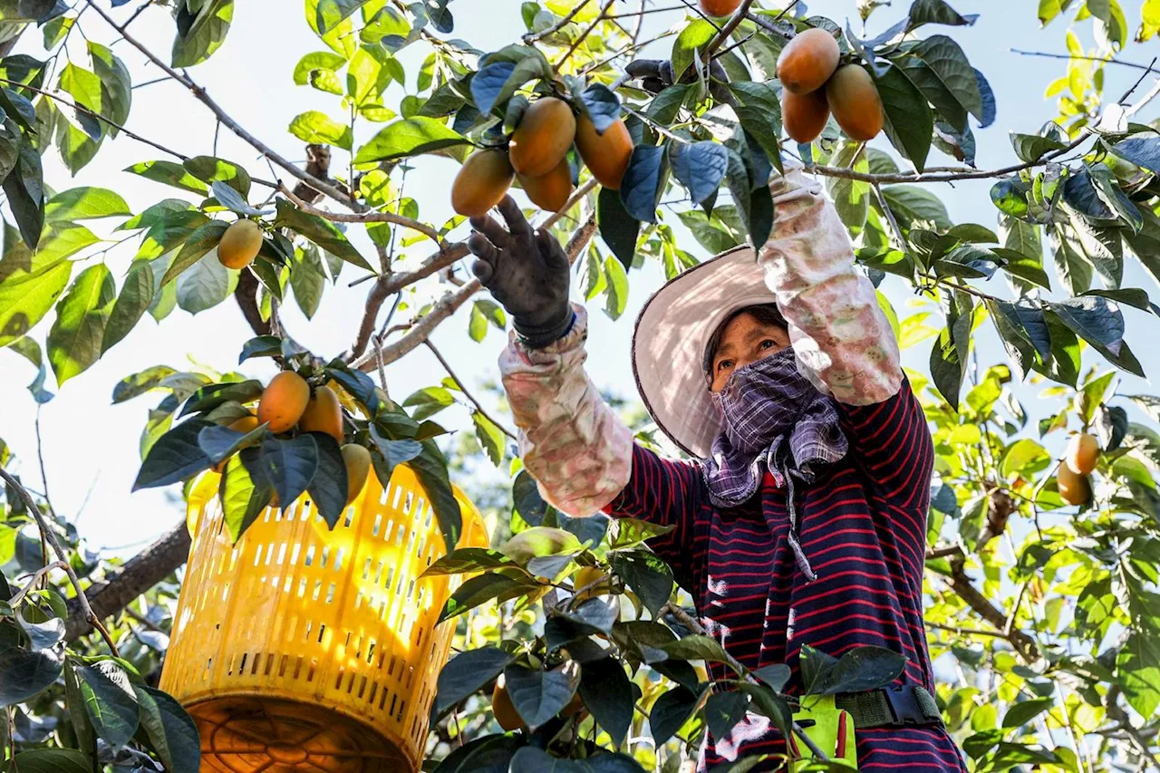 A Taïwan, la lutte des producteurs de kakis face au changement climatique