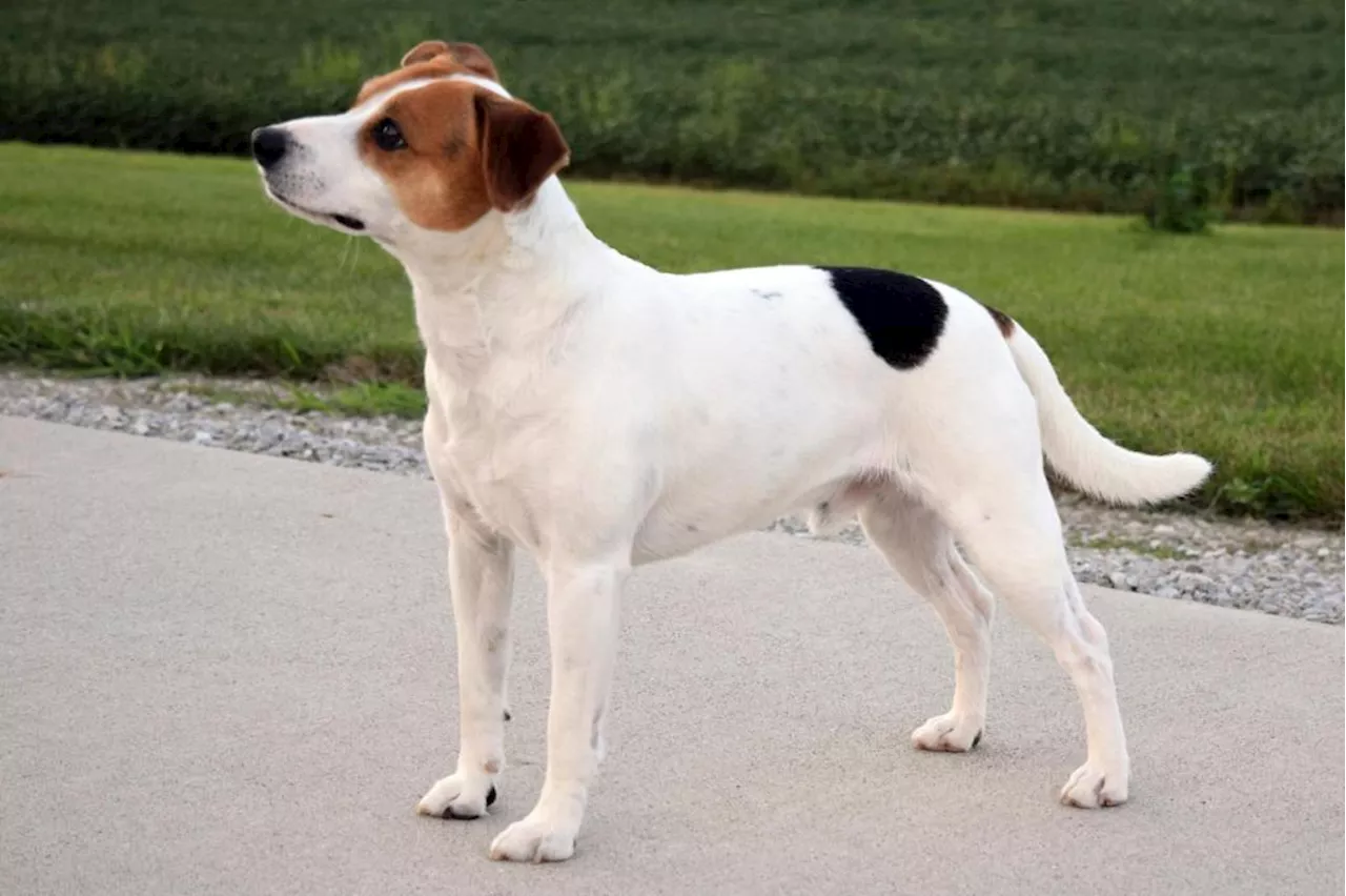 Danish-Swedish Farmdog Gains Recognition from American Kennel Club