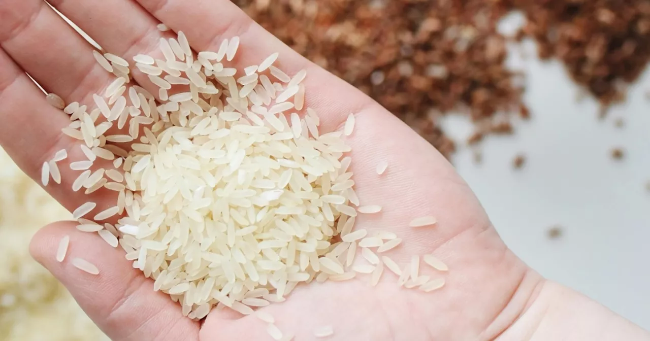 Fedearroz alerta por la disminución del precio del arroz paddy verde