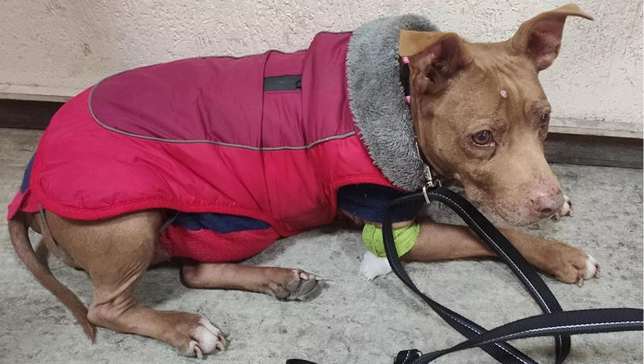 Hope, la cagnolina salvata dal racket degli animali