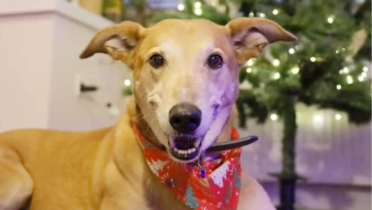 Un Natale da Sogno per Jake, il Cane che Nessuno Voleva