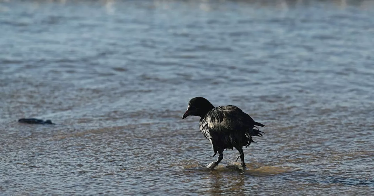 Marée Noire en Russie et en Crimée: Pollution Continue