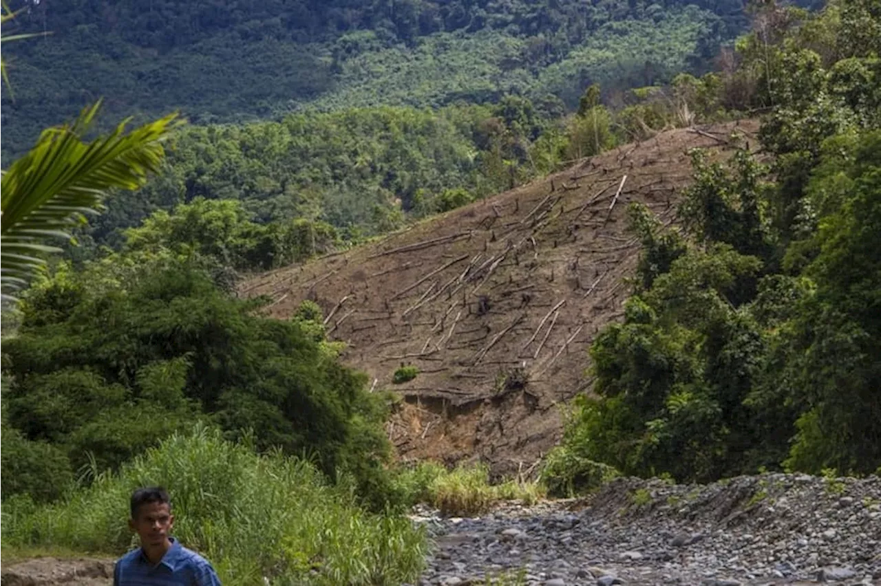 Berencana Deforestasi untuk Pangan dan Energi, Pemerintah Abai Upaya Perbaikan Iklim