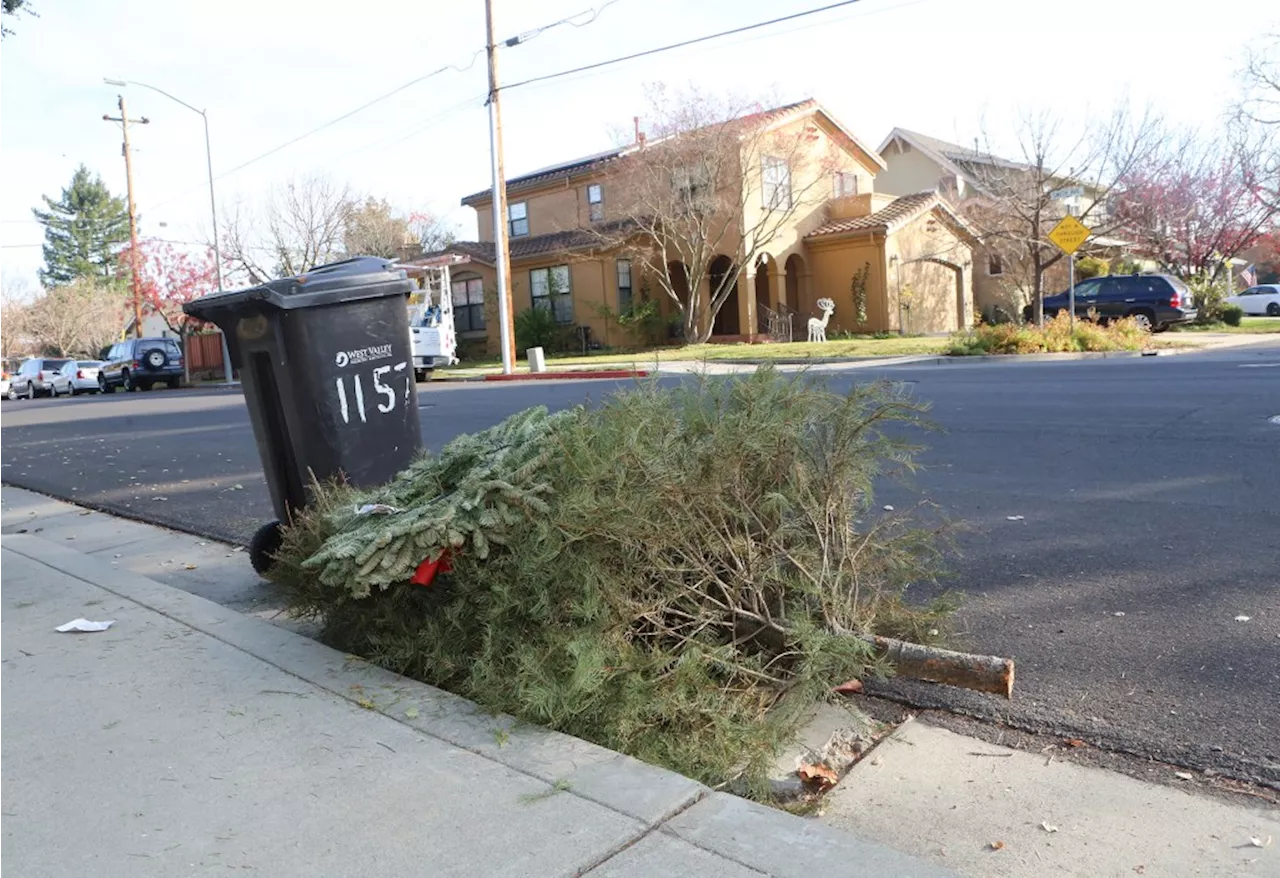 Bay Area Residents Find Options for Christmas Tree Disposal