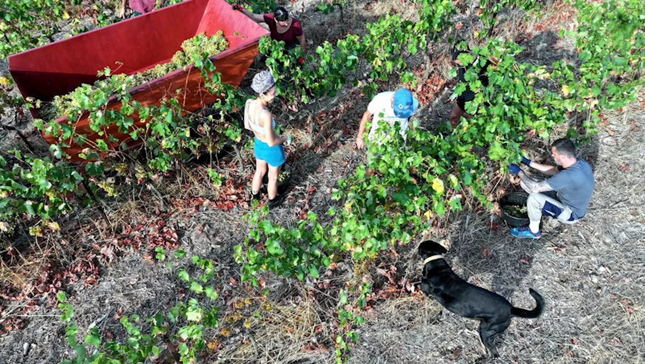 Vignes et arbres fruitiers : des dégrèvements annoncés pour les agriculteurs gardois victimes des aléas climat