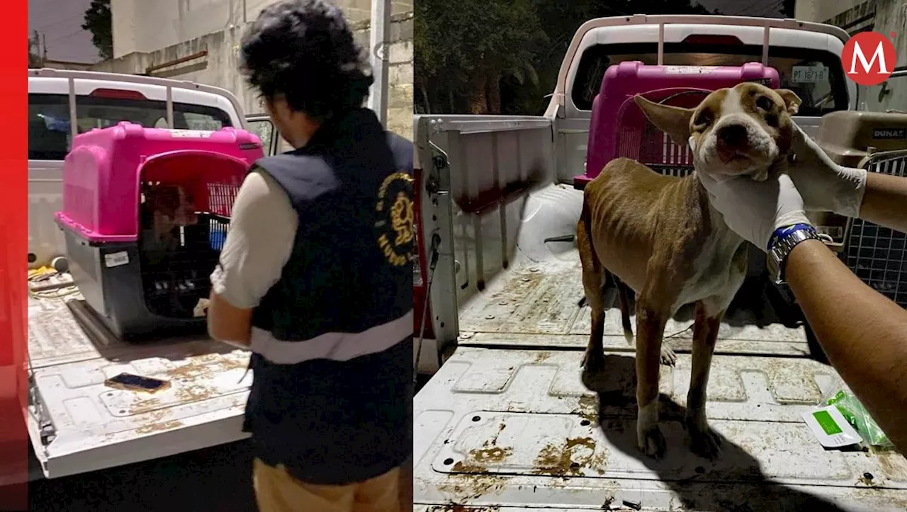 Rescatan a tres perros maltratados en Guadalupe