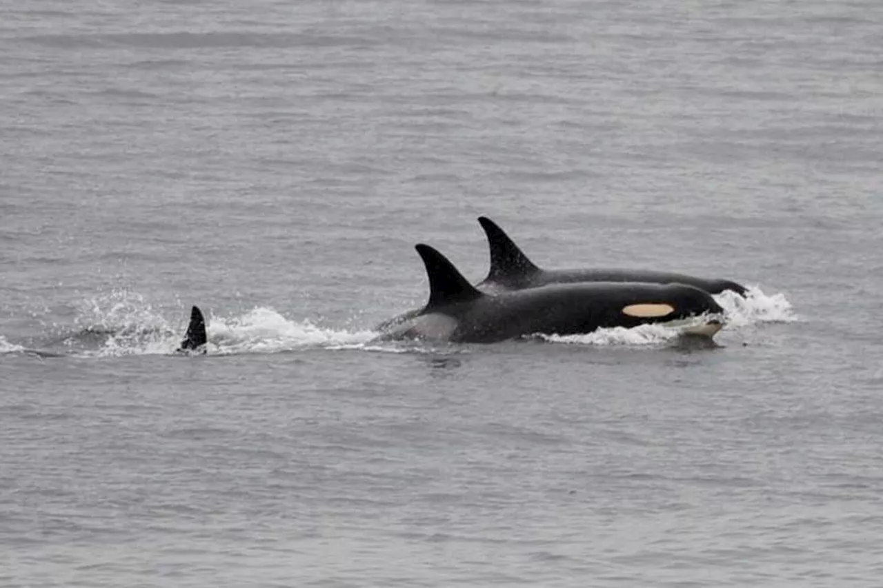 Endangered Orca Carries Dead Calf for Days, Another Sign of Grief