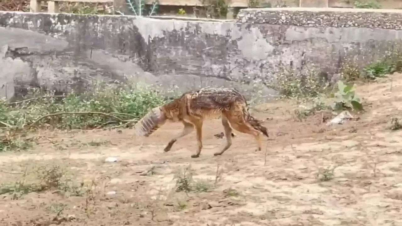 खूंखार सियार ने हमीरपुर में फैला दहशत