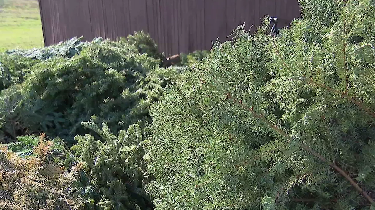 Christmas Tree Recycling: Bonton Farms Goats Get a Festive Feast