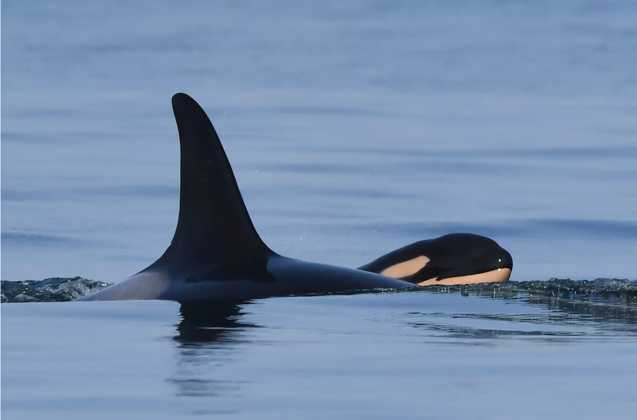 Mother Orca Carries Dead Calf Again